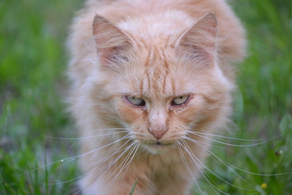 gatto arrabbiato