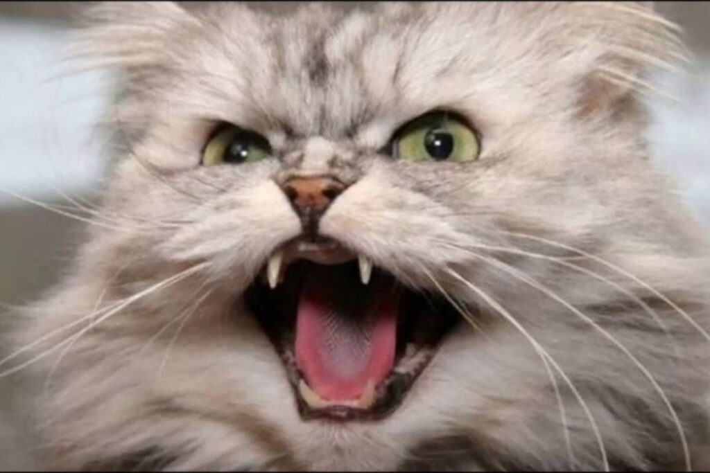 gatto persiano arrabbiato