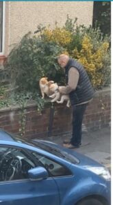 Gattino incontra un cucciolo di cane: le scene