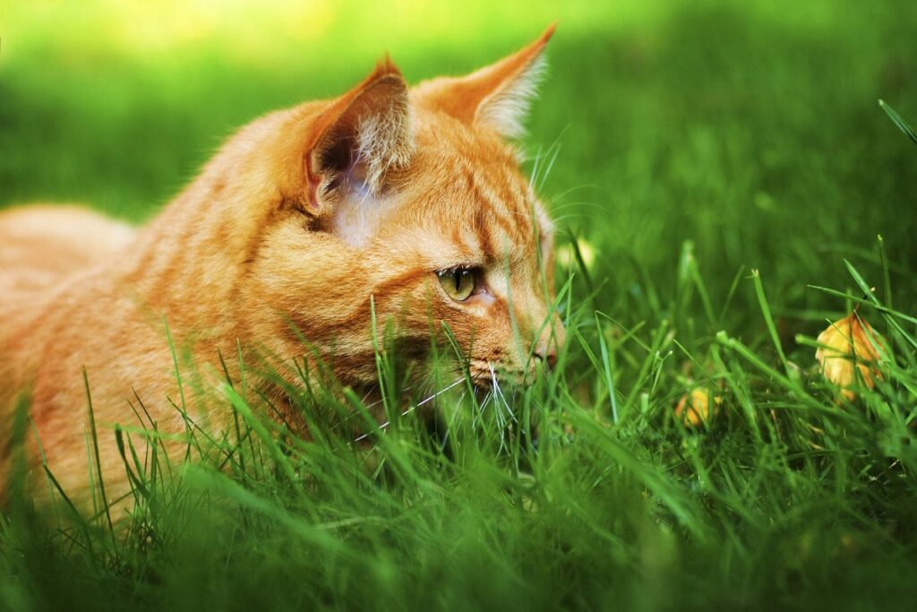 gatto arancione su un prato