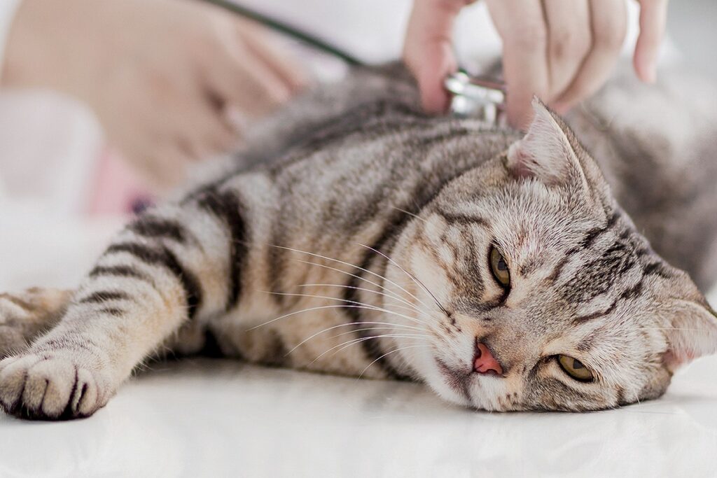 gatto malato dal dottore