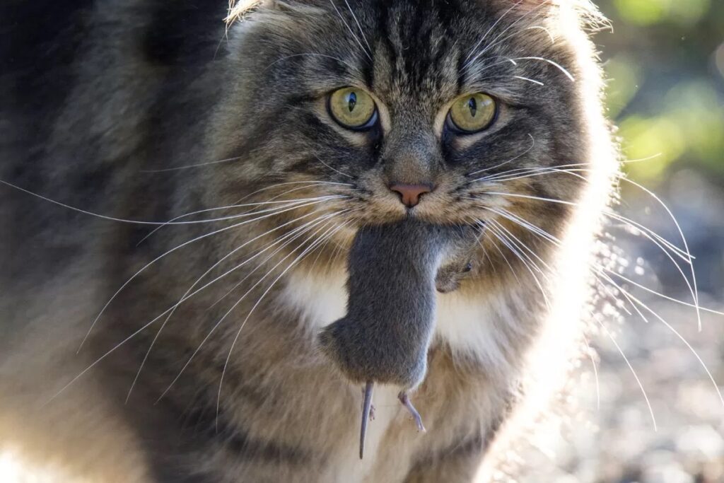 gatto a pelo lungo in primo piano