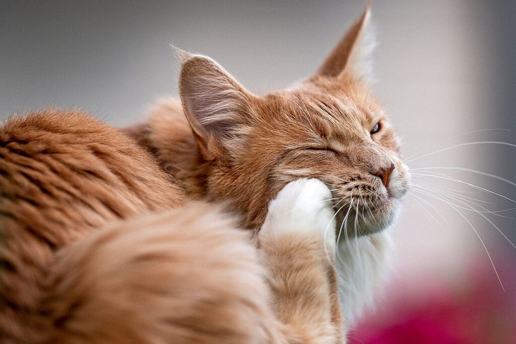 gatto dal pelo arancione