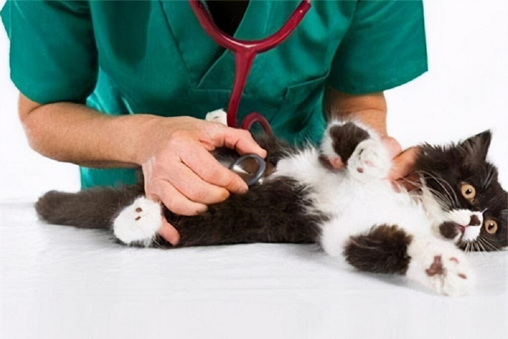 gatto dal veterinario