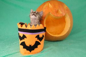 4 consigli per festeggiare Halloween in sicurezza con il gatto