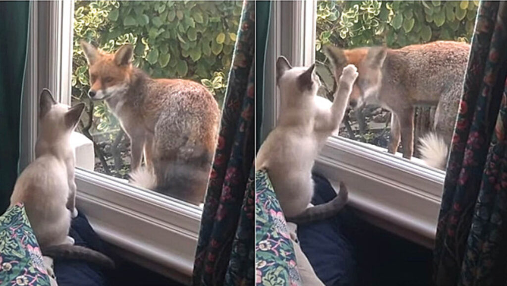 gatto e volpe fanno amicizia