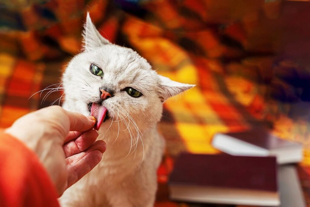 gatto bianco con occhi verdi