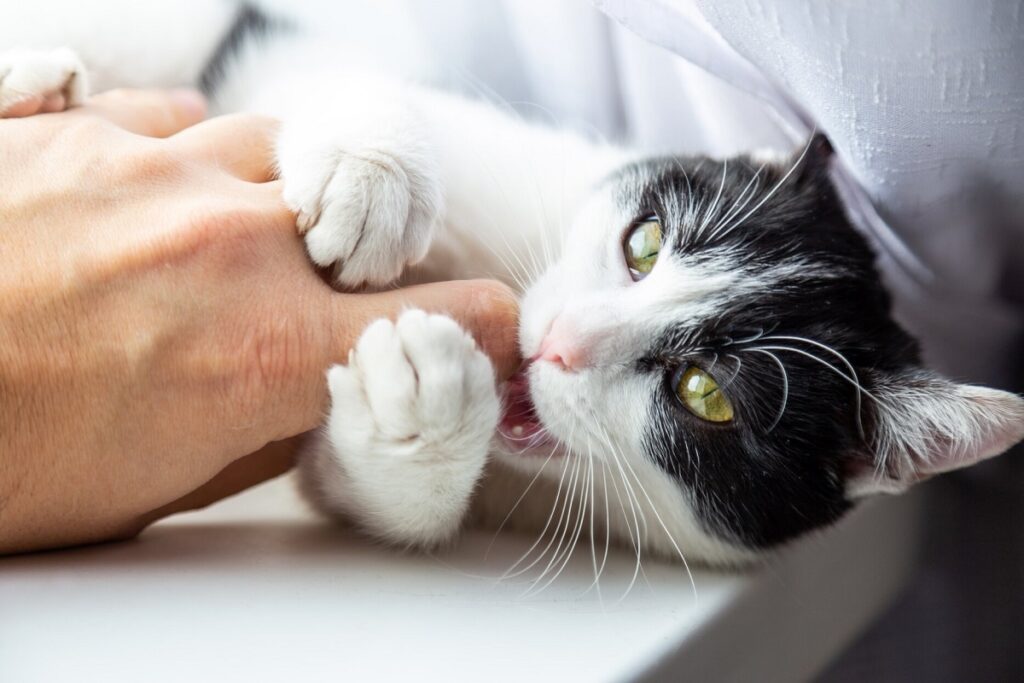 gatto bianco e nero su un fianco