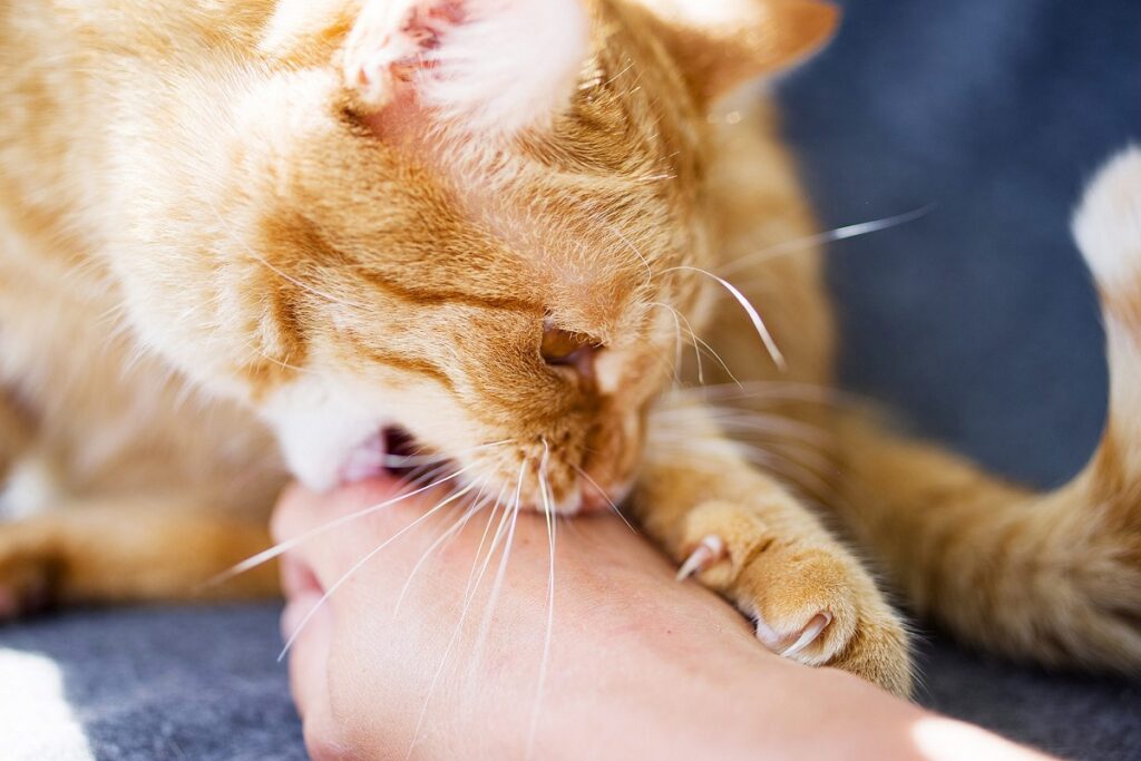 gatto arancione graffia con le unghie