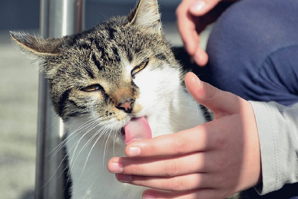 gatto lecca una mano