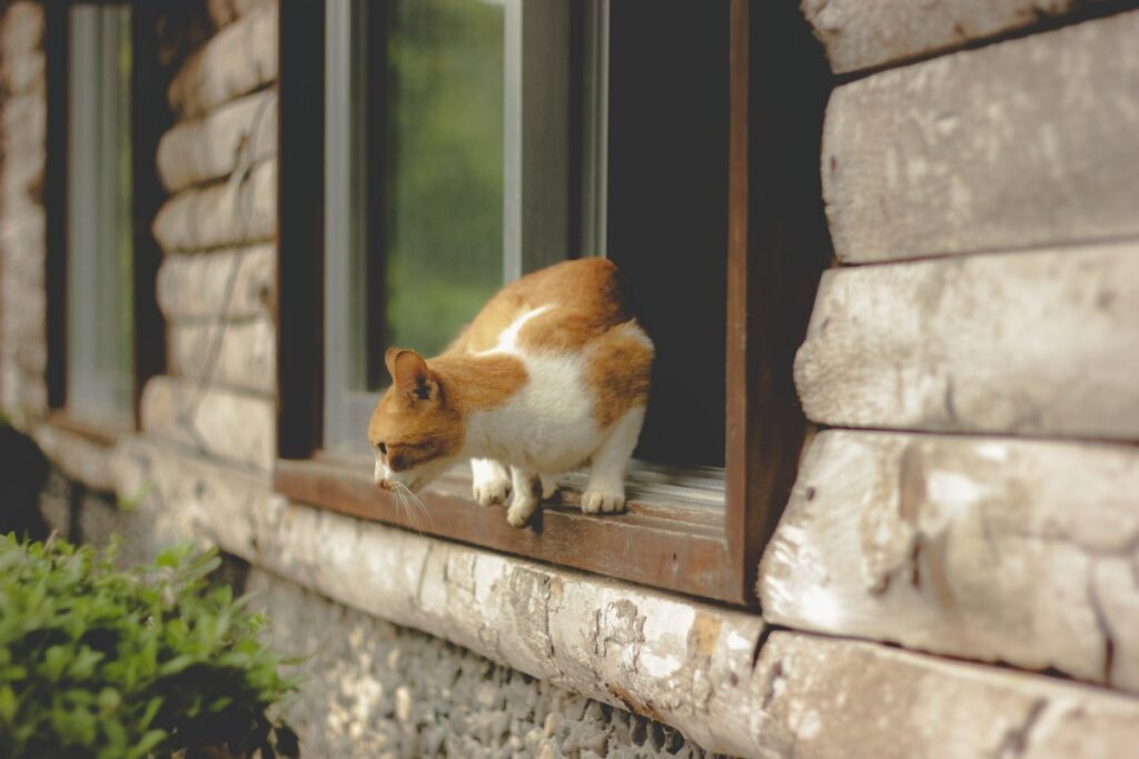 gatto che salta