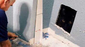 Gattino scomparso, ritrovato poi dentro un muro