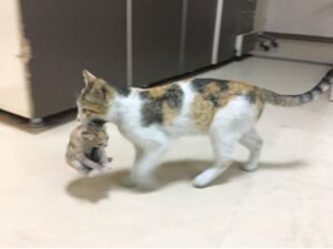 Mamma gatta porta il suo gattino in ospedale