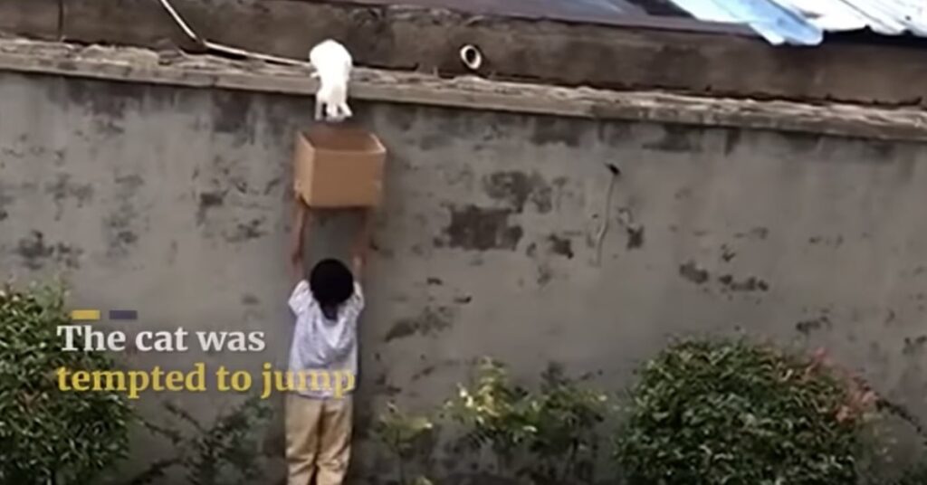 gatto bloccato sopra un muro salvato da un bimbo