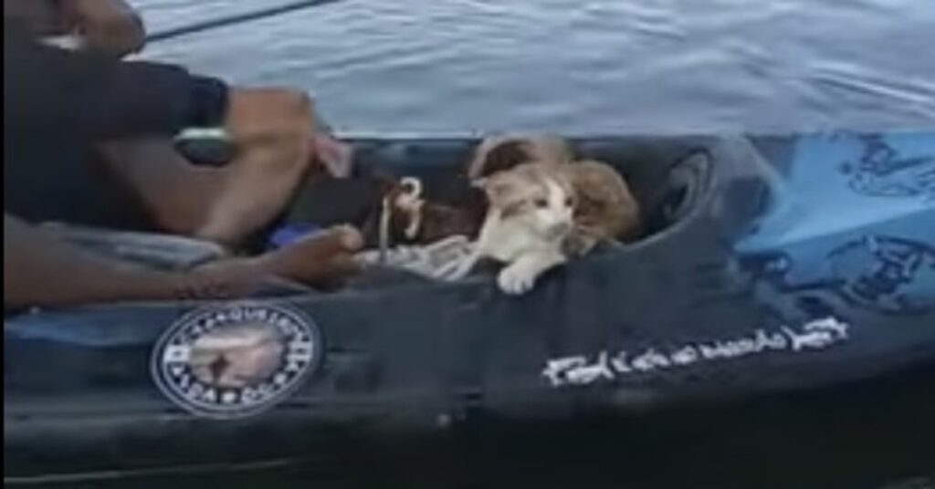 gatto salvato da un uomo in canoa