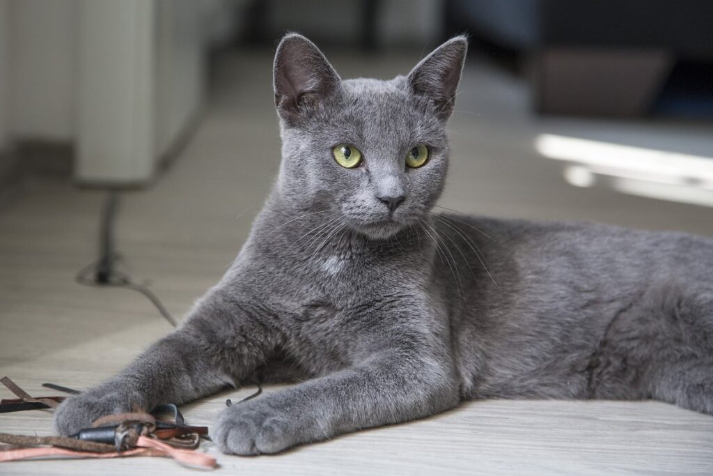gatto grigio in casa