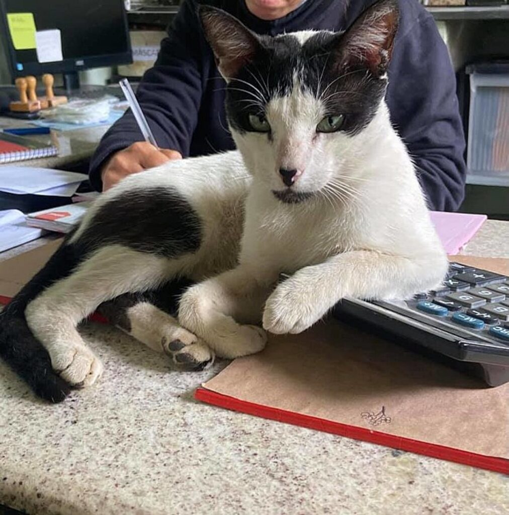 gatto sdraiato su calcolatrice