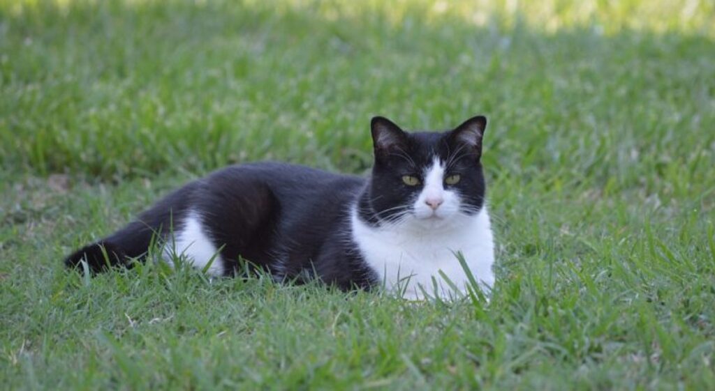 gatto sdraiato nel prato