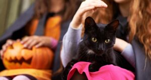 5 giocattoli per gatti a tema Halloween, bellissimi e divertenti