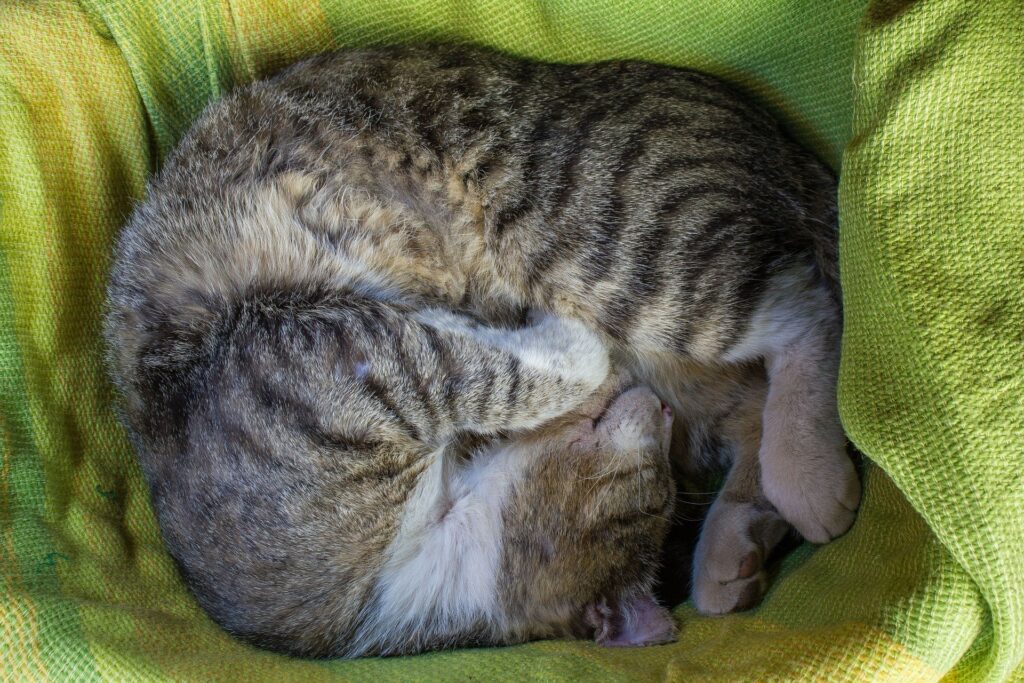gatto tigrato che dorme