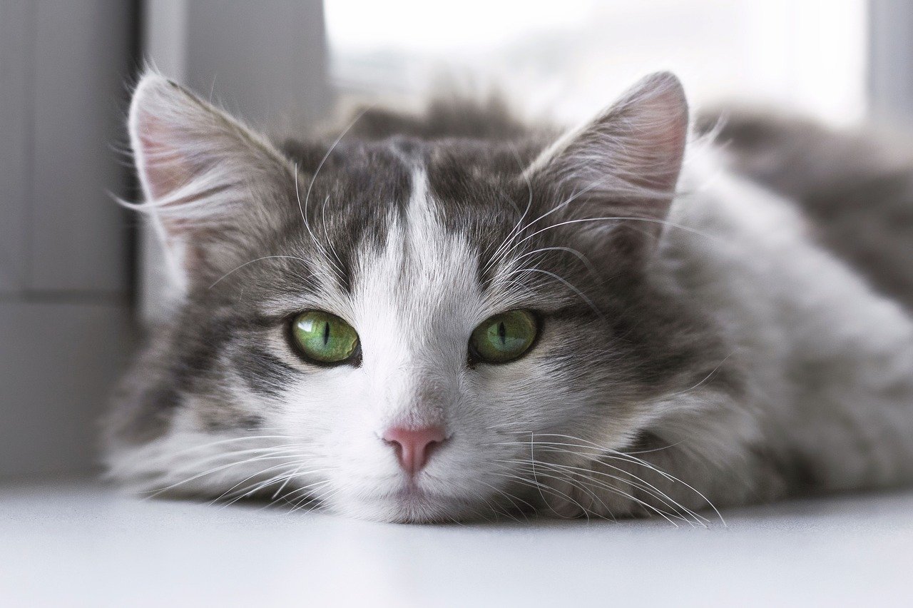 gatto occhi verdi