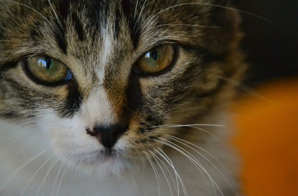 gatto soriano viso a metà pelo