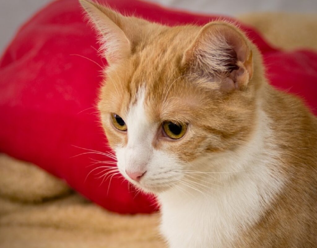 gatto bianco e rosso