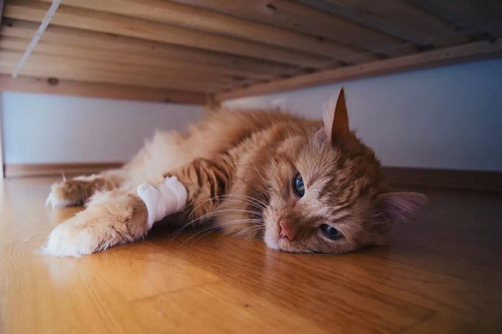 gatto malato sotto il letto