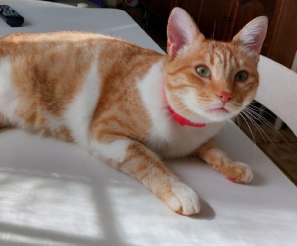 simba gatto collarino di colore rosso