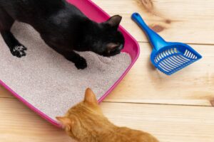 Le migliori toilette per gatti, i modelli più belli