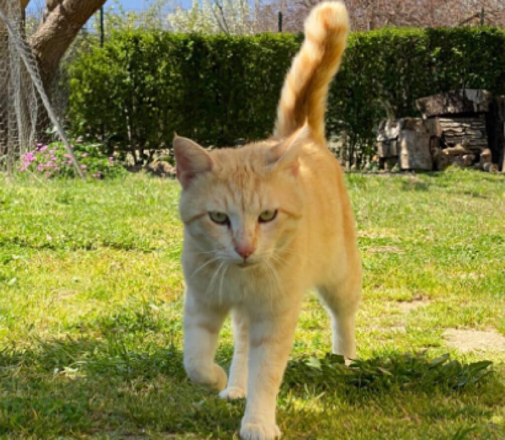 gatto zoi cammina sull'erba