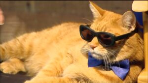 Morris il gattino che ha conquistato le televisioni di tutto il mondo (VIDEO)