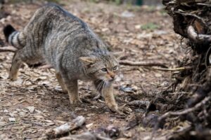 Nala la gattina selvatica dovrà tornare nel suo habitat