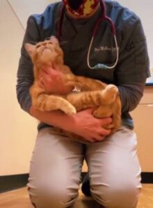 Gattino portato in clinica per l’eutanasia