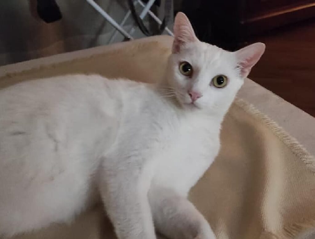 gatto bianco occhi gialli