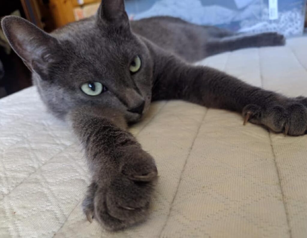 gatto disteso su un divano