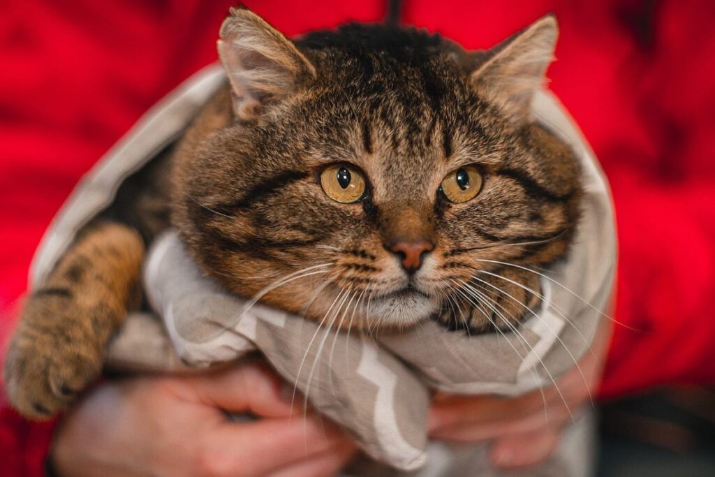 gatto avvolto in una coperta