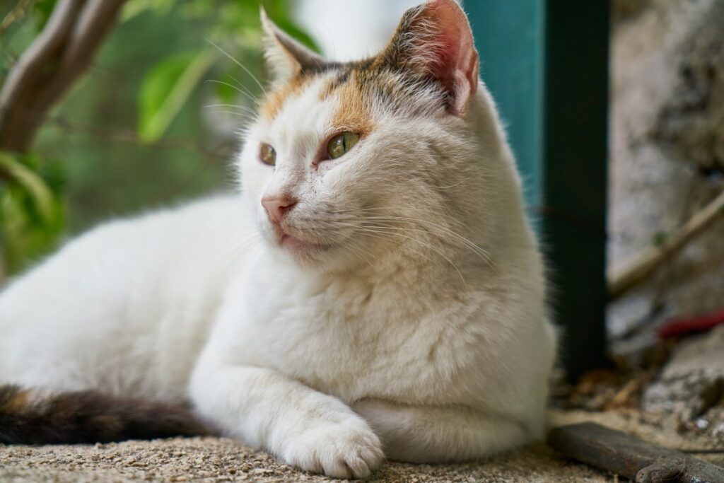 gatto con il pelo grasso