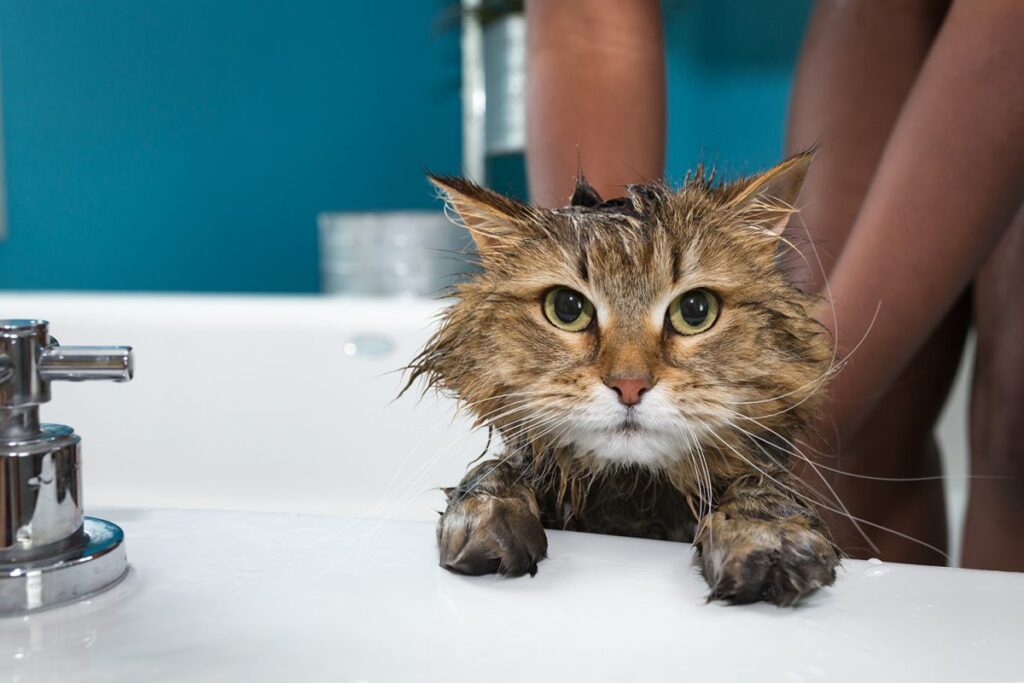 fare il bagno al gatto