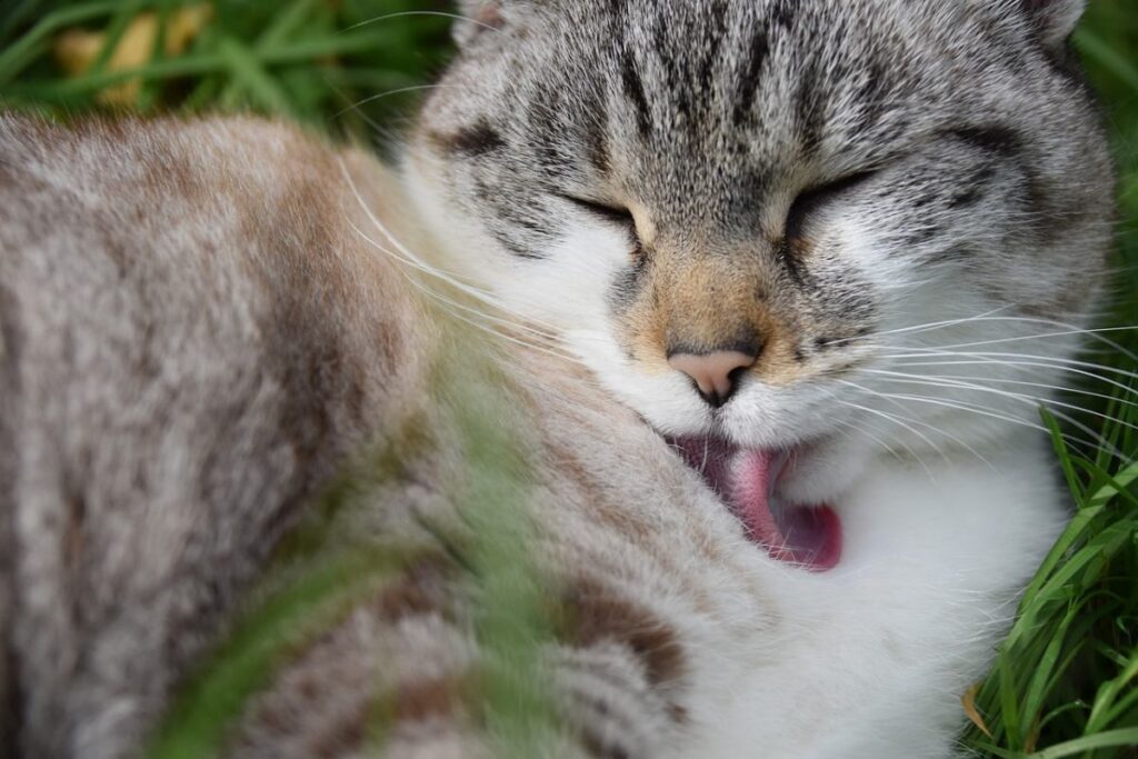 gatto che si lecca il pelo