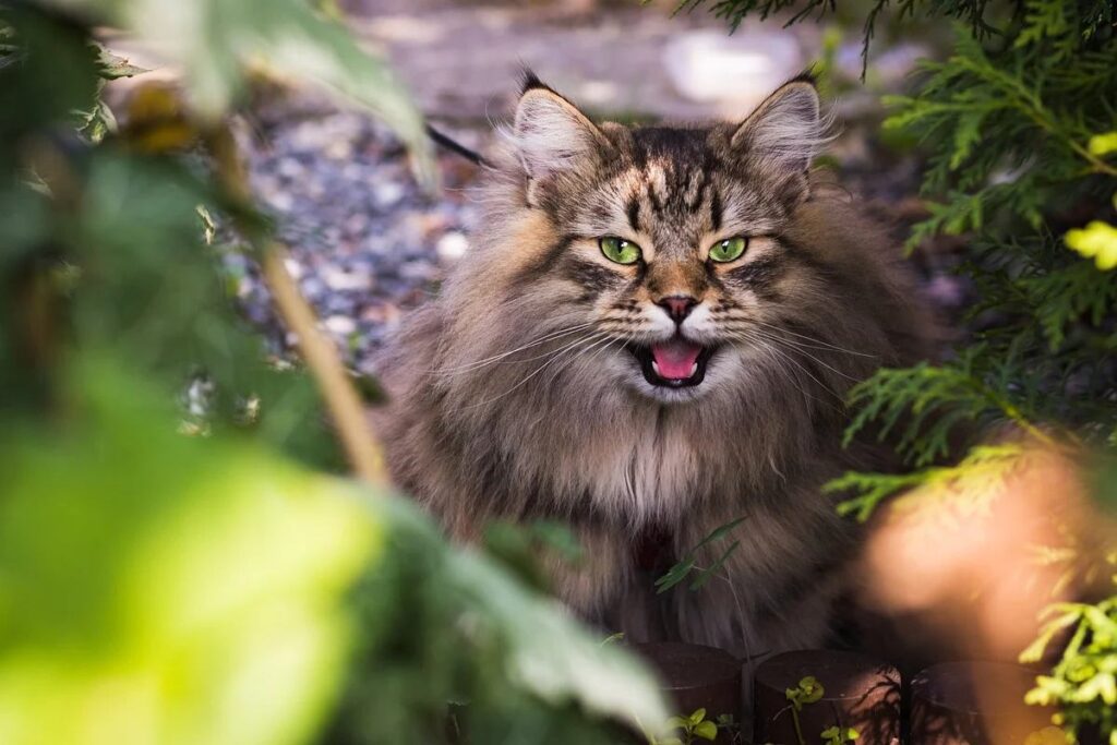 gatto a pelo lungo