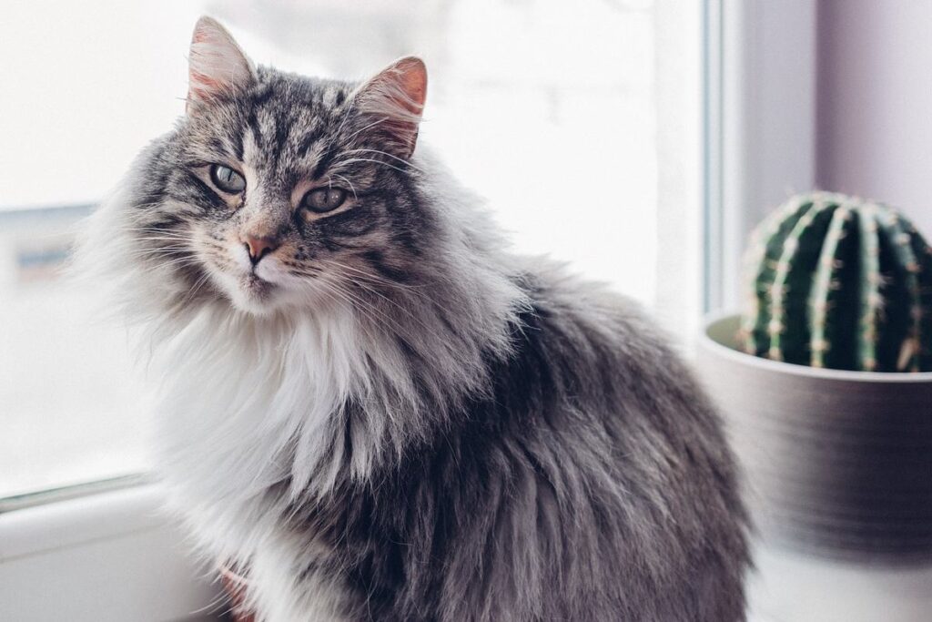 gatto a pelo lungo in casa