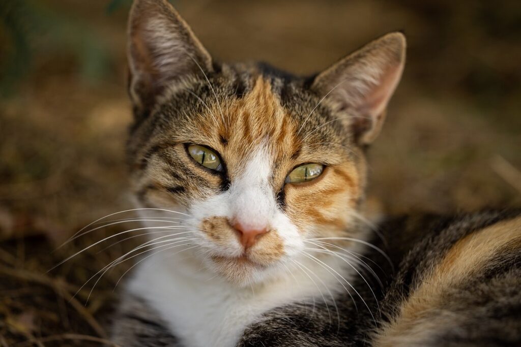 gatto con lo sguardo dolce