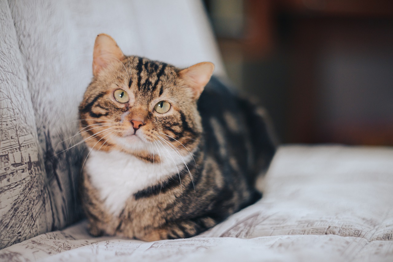 gatto dallo sguardo incerto