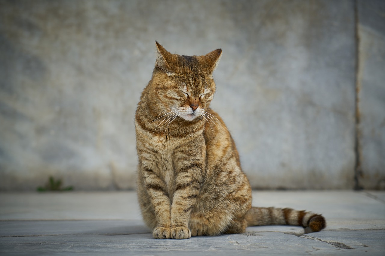 gatto sembra triste