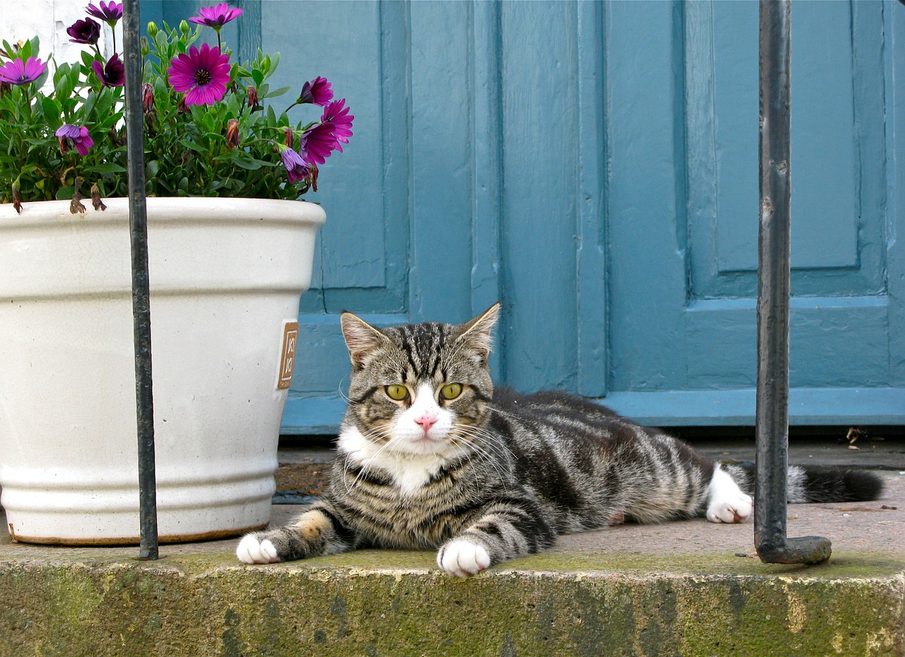 gatto davanti casa