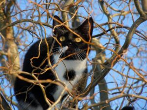 Era salito su un albero e non riusciva più a scendere: per fortuna il gatto è stato messo in salvo dai vigili del fuoco (VIDEO)