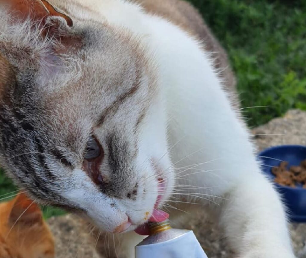 gatto lecca tubetto di cibo