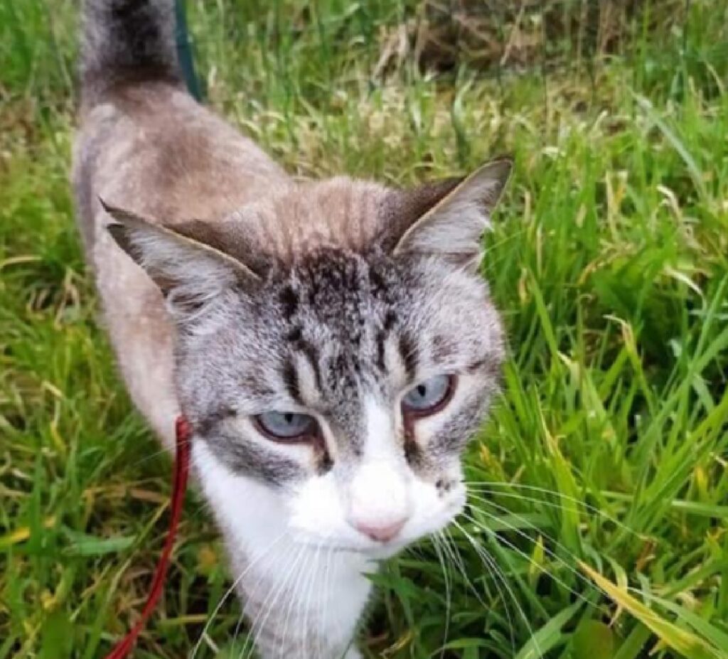 gatto simba passeggia sull'erba