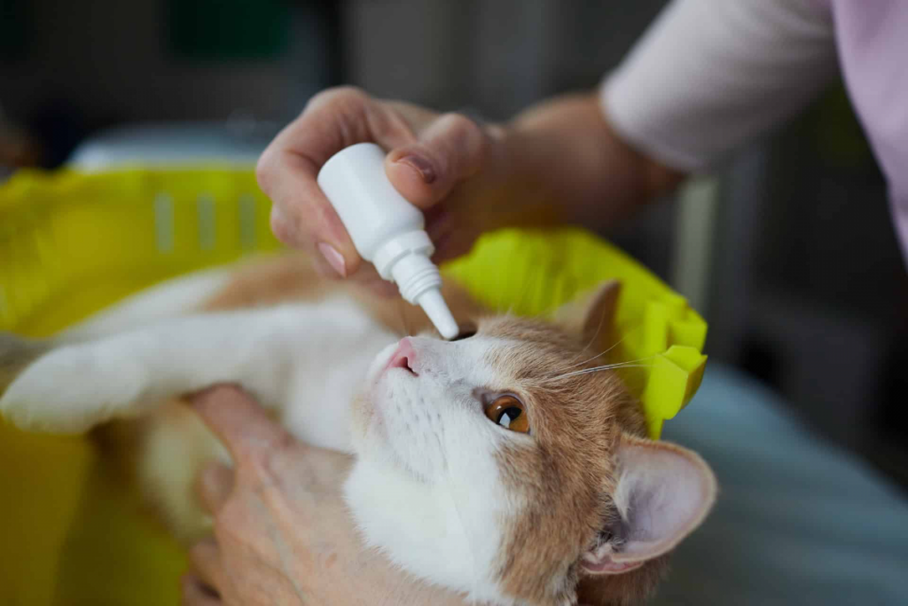collirio al gatto